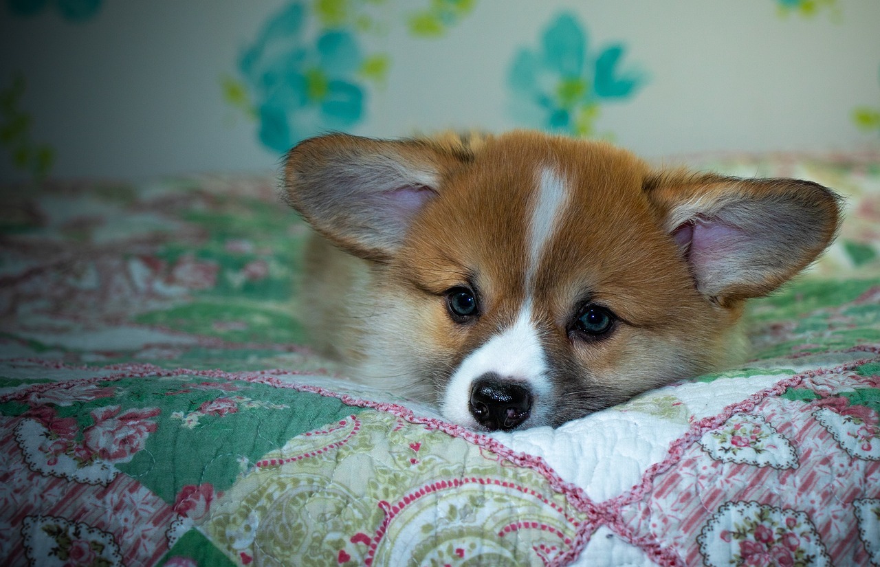 Reddybook Review: How This Digital Platform Is Revolutionizing Learning with Laser247 Integration